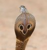 Cobra de Anteojos