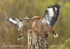 Coccothraustes coccothraustes