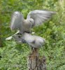 Collared Dove