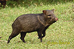 Collared Peccary