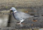 Columba palumbus