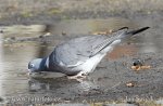 Columba palumbus
