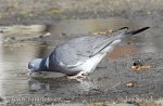 Columba palumbus