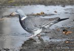 Columba palumbus