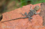 Common Agama