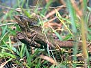 Common Basilisk