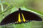 Common Birdwing