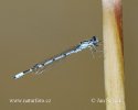 Common Blue Damselfly