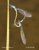 Common Blue Damselfly