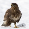 Common Buzzard