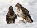 Common Buzzard