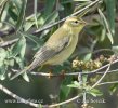 Common Chiffchaff