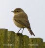 Common Chiffchaff