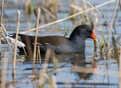 Common Gallinule