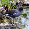 Common Gallinule