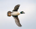 Common Goldeneye