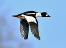 Common Goldeneye