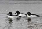 Common Goldeneye