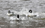 Common Goldeneye