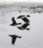 Common Goldeneye