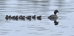 Common Goldeneye