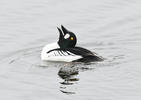 Common Goldeneye