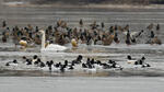 Common Goldeneye