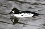 Common Goldeneye