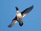 Common Goldeneye