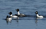 Common Goldeneye