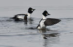 Common Goldeneye