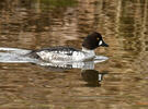 Common Goldeneye