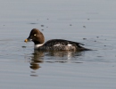 Common Goldeneye