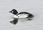 Common Goldeneye