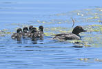 Common Goldeneye