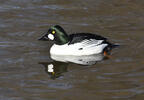 Common Goldeneye