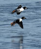 Common Goldeneye