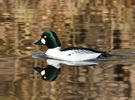 Common Goldeneye