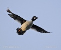 Common Goldeneye