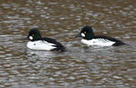 Common Goldeneye