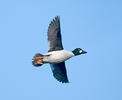 Common Goldeneye