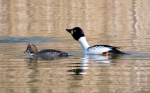 Common Goldeneye