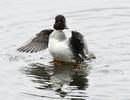 Common Goldeneye