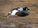 Common Goldeneye