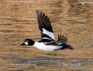 Common Goldeneye