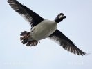 Common Goldeneye