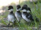 Common Goldeneye