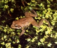 Common Grass Frog