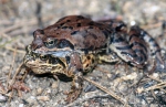 Common Grass Frog