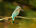 Common Kingfisher